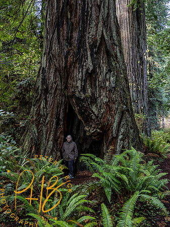2021 Redwood NP 0349-Edit