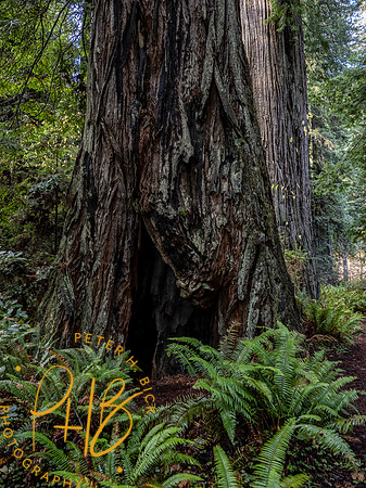 2021 Redwood NP 0354-Edit