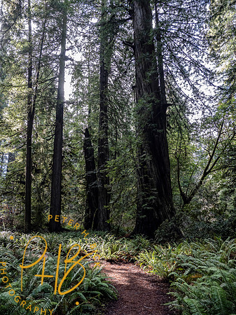 2021 Redwood NP 0356-Edit