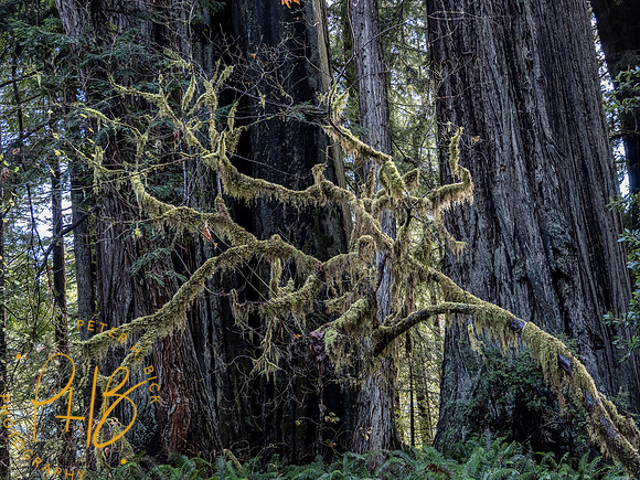2021 Redwood NP 0362-Edit