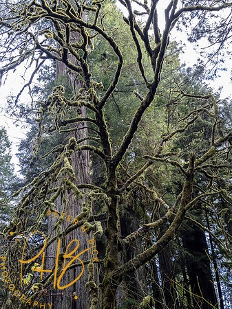 2021 Redwood NP 0365-Edit