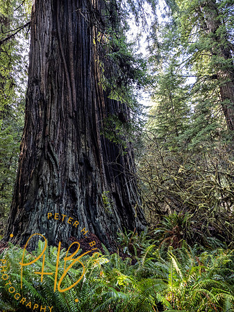 2021 Redwood NP 0369-Edit