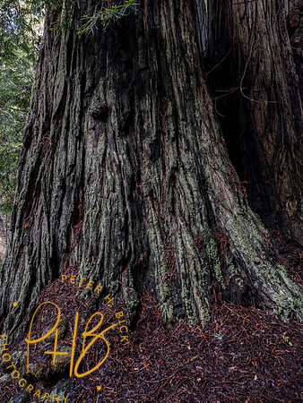 2021 Redwood NP 0374-Edit