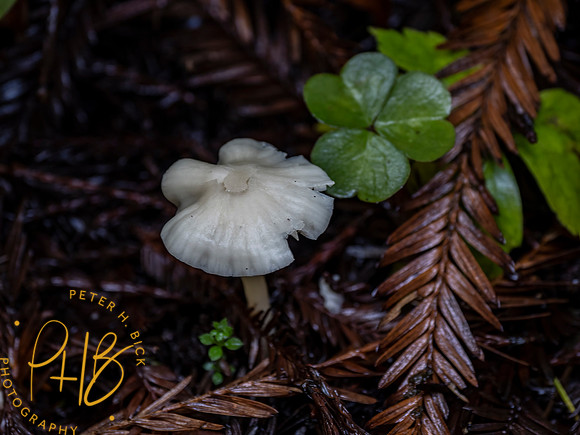 2021 Redwood NP 0375-Edit