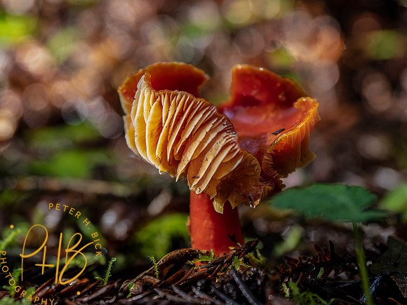 2021 Redwood NP 0378-Edit
