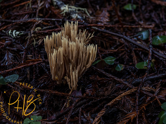 2021 Redwood NP 0380-Edit