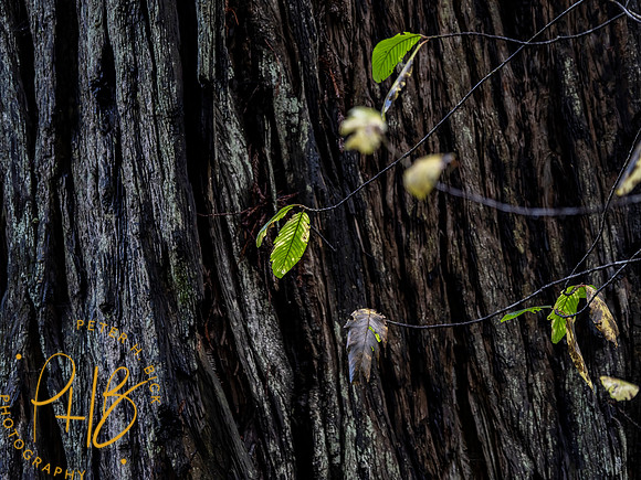 2021 Redwood NP 0382-Edit