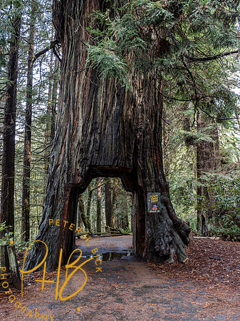 2021 Redwood NP 0384-Edit