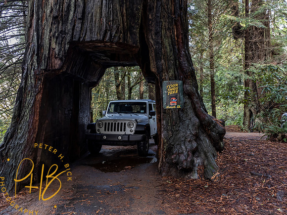 2021 Redwood NP 0389-Edit