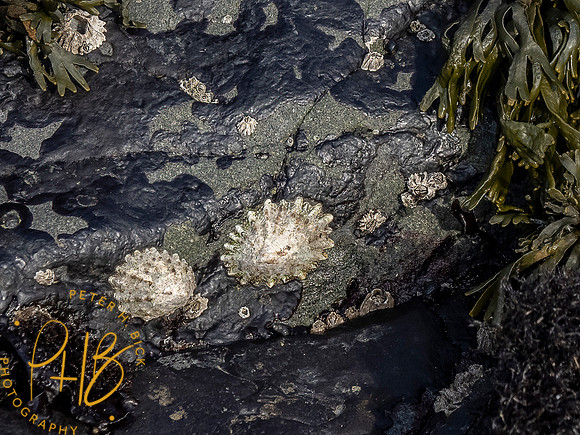 2021 Redwood NP 0407-Edit