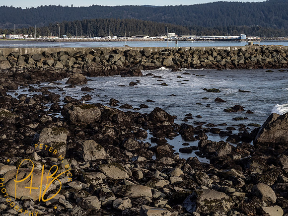2021 Redwood NP 0418-Edit