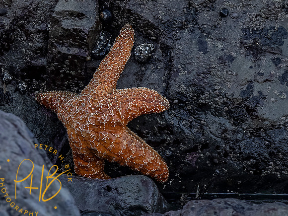 2021 Redwood NP 0472-Edit
