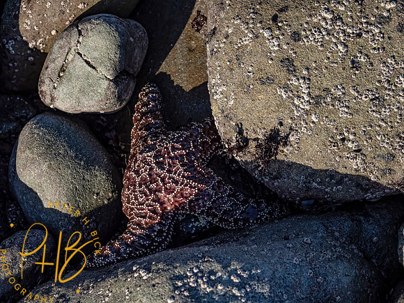 2021 Redwood NP 0479-Edit