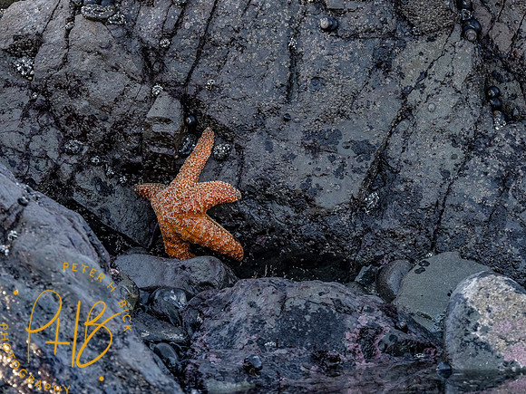 2021 Redwood NP 0491-Edit