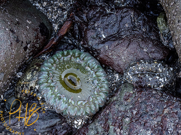 2021 Redwood NP 0512-Edit