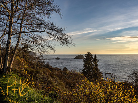 2021 Redwood NP 0521-Edit