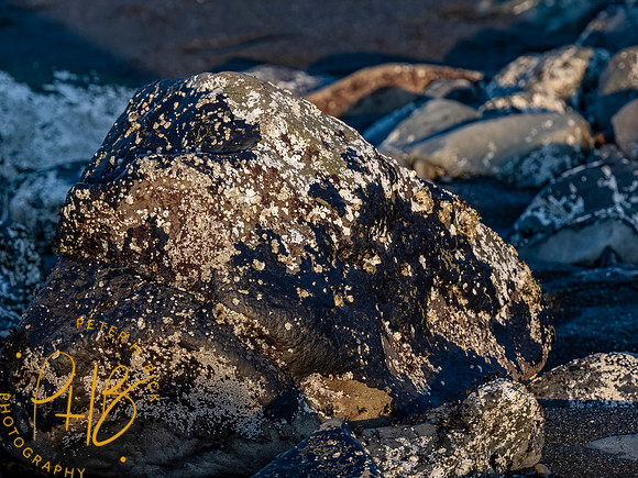 2021 Redwood NP 0550-Edit