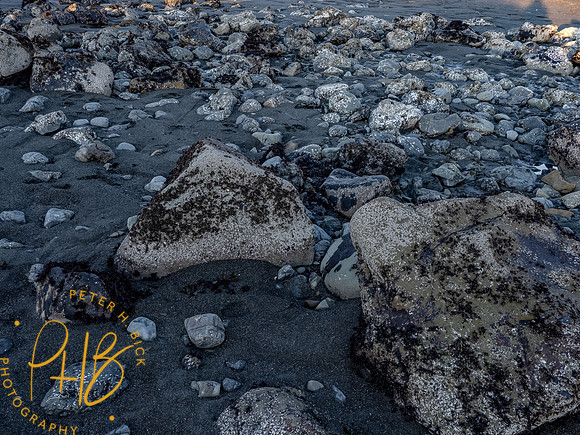 2021 Redwood NP 0559-Edit