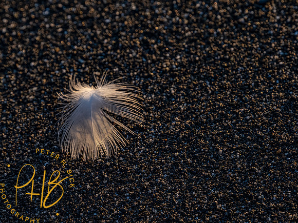 2021 Redwood NP 0576-Edit