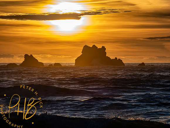 2021 Redwood NP 0618-Edit