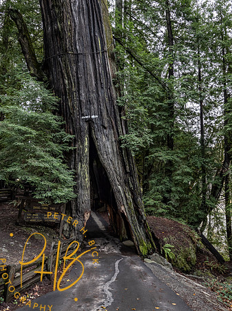 2021 Redwood NP 0769-Edit