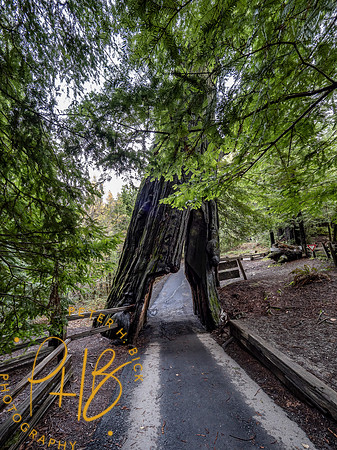 2021 Redwood NP 0790-Edit
