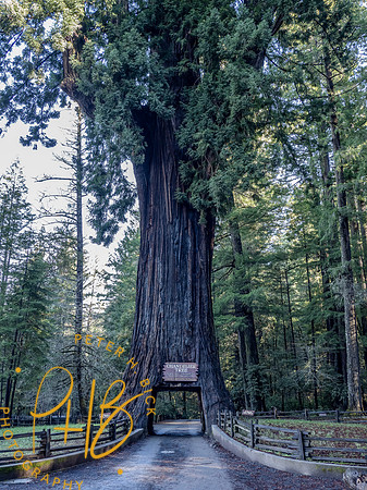2021 Redwood NP 0796-Edit