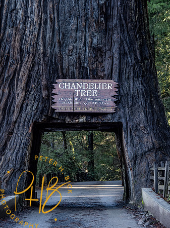 2021 Redwood NP 0798-Edit