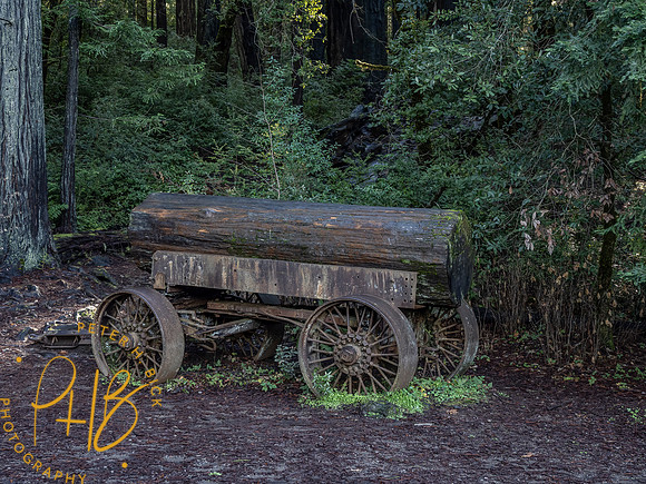 2021 Redwood NP 0803-Edit