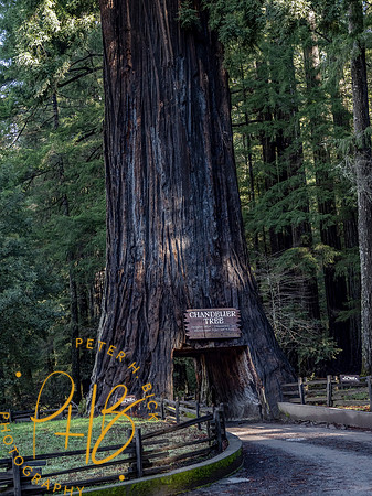 2021 Redwood NP 0814-Edit