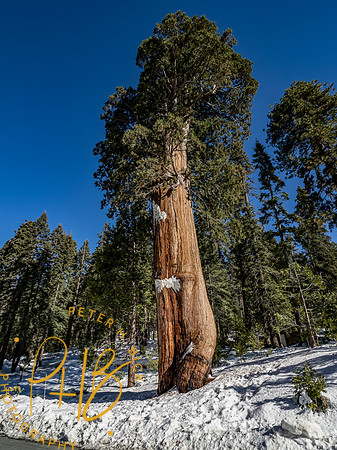 2021 Redwood NP 0817-Edit