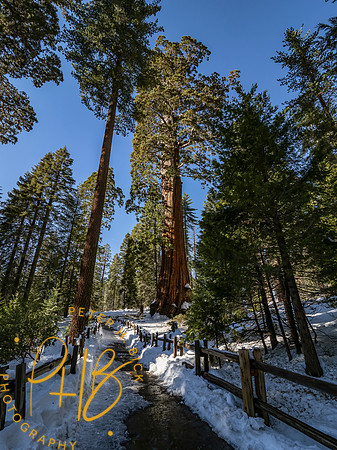 2021 Redwood NP 0839-Edit