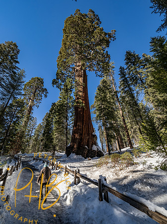 2021 Redwood NP 0844-Edit