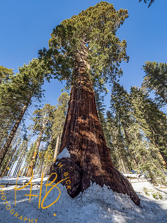 2021 Redwood NP 0849-Edit