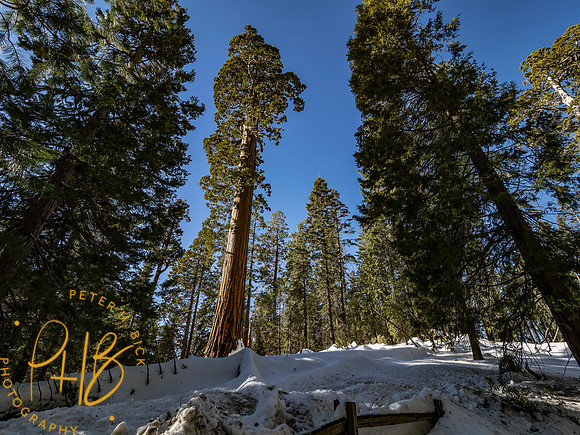 2021 Redwood NP 0861-Edit