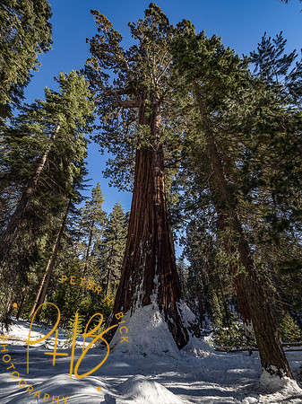 2021 Redwood NP 0868-Edit