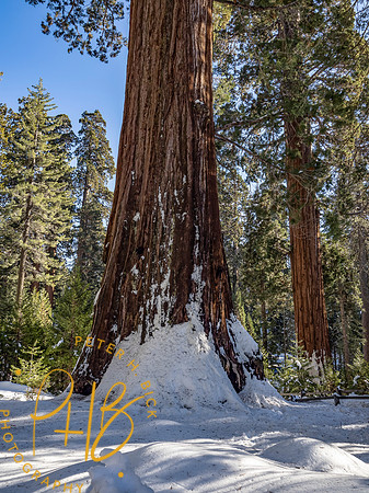 2021 Redwood NP 0875-Edit