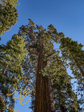 2021 Redwood NP 0882-Edit