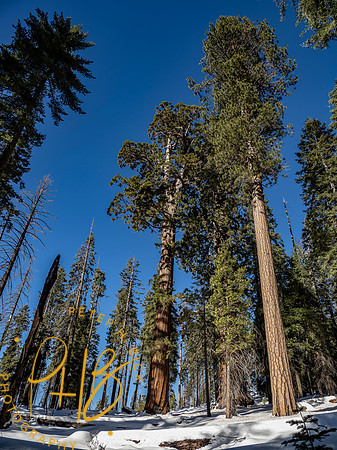 2021 Redwood NP 0886-Edit