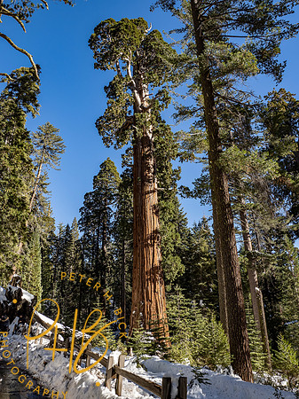 2021 Redwood NP 0889-Edit
