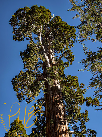 2021 Redwood NP 0892-Edit