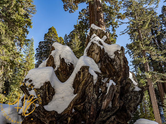 2021 Redwood NP 0901-Edit