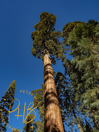 2021 Redwood NP 0903-Edit