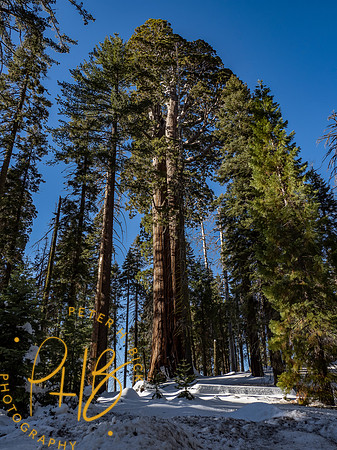 2021 Redwood NP 0904-Edit