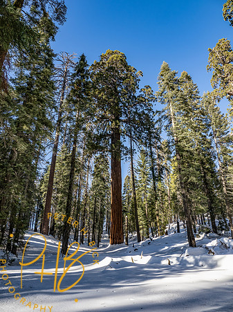 2021 Redwood NP 0909-Edit