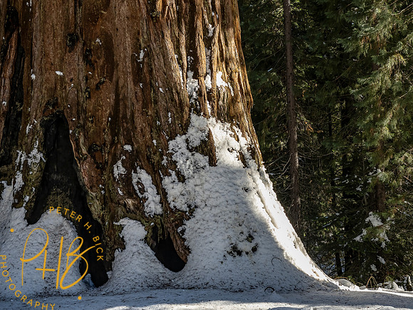2021 Redwood NP 0918-Edit