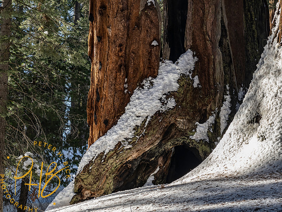 2021 Redwood NP 0924-Edit