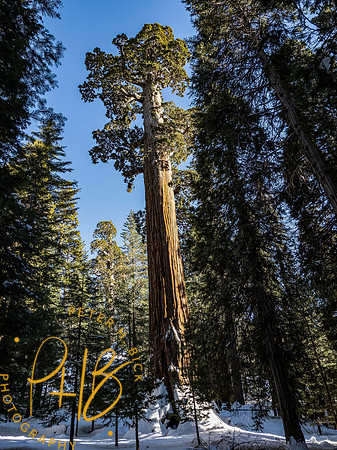 2021 Redwood NP 0937-Edit