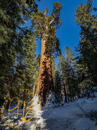 2021 Redwood NP 0947-Edit