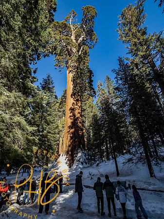 2021 Redwood NP 0963-Edit